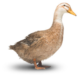 brown domestic duck isolated on white background. Live waterfowl