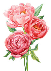 Set peonies, rose, ranunculus. Beautiful flower on isolated white background, watercolor illustration botanical painting