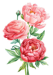Set peonies, rose, ranunculus. Beautiful flower on isolated white background, watercolor illustration botanical painting