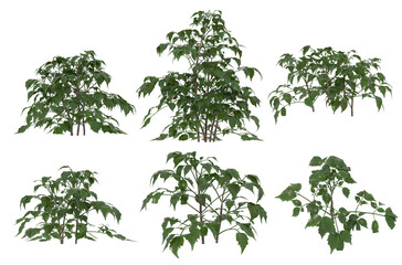 Tree png