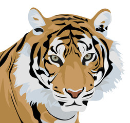 Tiger Vector hand drawn head illustration