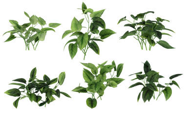 Tree png