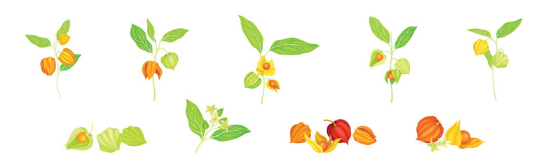 Physalis Orange Fresh Fruit with Green Leaf Vector Set