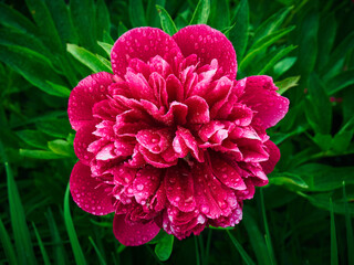 A red peony has grown and bloomed in a flowerbed among juicy greenery. Drops of water left over...