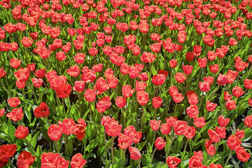 A large urban flower bed is densely planted with red tulips, the bright spring sun highlights these...