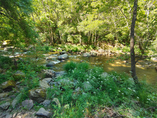 River in nature