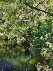 River in nature