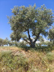 Olive trees