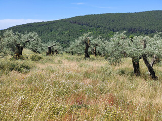 Olive trees