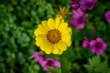 黄色いカザニア