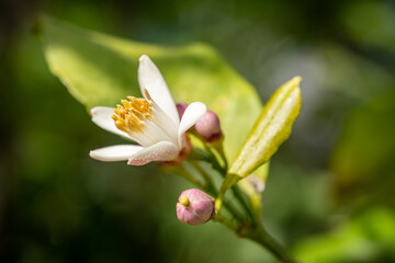 レモンの花
