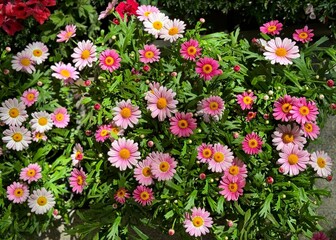 Pink flowers Argyranthemum frutescens, Paris daisy, Boston daisy, marguerite daisies plant.