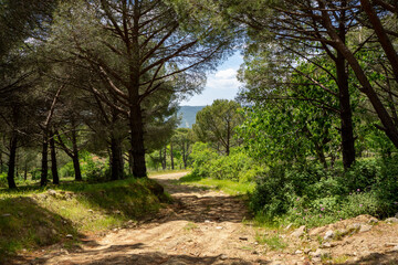 Ida Mountain National Park in Bergama, Izmir - Turkey. Deep Forest Area.