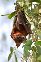 Flying-fox hanging from a tree with tongue out 