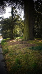 Fototapeta premium Woodland and road photography