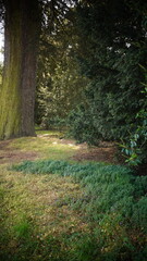 Woodland and road photography