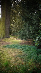 Obraz premium Woodland and road photography