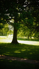 Countryside, Woodland, Nature, Landscape, Rural, Forest, Trees, Scenic, Serene, Tranquil, Greenery, Foliage, Meadows, Fields, Tranquility, Countryside scenery, Natural beauty, Outdoor, Peaceful, Wilde