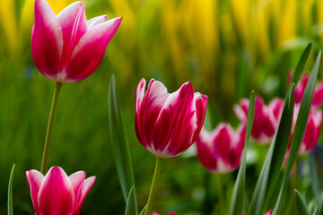 tulips in spring