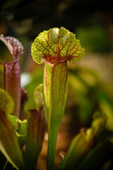 kapturnica, roślina mięsożerna