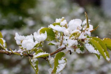 Spring blooming pear branch with white flowers under the snow, spring frosts with snow. Background...
