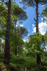 Ida Mountain National Park in Bergama, Izmir - Turkey. Deep Forest Area.