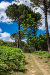 Ida Mountain National Park in Bergama, Izmir - Turkey. Deep Forest Area.