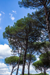 Obraz premium Ida Mountain National Park in Bergama, Izmir - Turkey. Deep Forest Area.