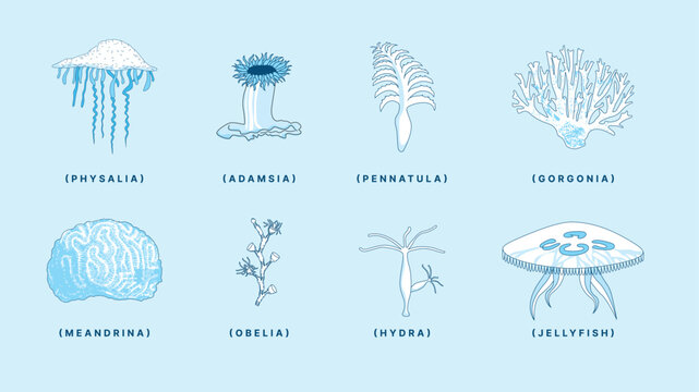Labeled Illustration of Aquatic and Marine Invertebrates &ndash; Cnidarian Examples Vector

