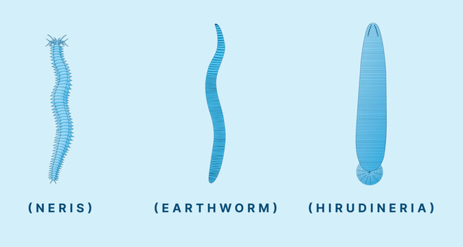 Annelida Worm Diagram &ndash; Nereis, Earthworm, and Hirudinaria Educational Illustration