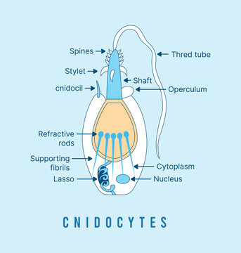 Cnidocyte Structure &ndash; Labeled Vector Diagram of a Cnidarian Stinging Cell