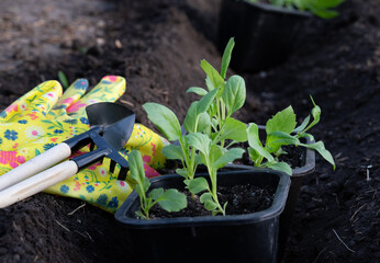 Woman hands putting seedling flowers into the black soil. Newly planted florets in the garden.
