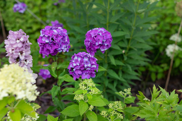 Pastel pink flowers (Phlox paniculata 'Eva Cullum') in sunshine and against a dark background