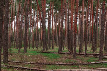 Coniferous forest and some green grass during the day with fallen trees nearby
