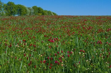 Anbau, Feld mit Inkarnat-Klee (lat.: Trifolium incarnatum) - Futterpflanze für Viehwirtschaft