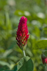 Inkarnat-Klee (lat.: Trifolium incarnatum) - Details - Hochformat