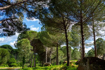 Fototapeta premium The Magnificent Combination of Pine Trees and Rock Formations in the Mount Ida Mountains.