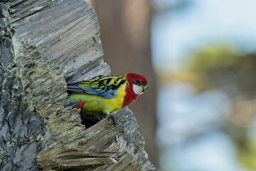 Eastern Rosella on a tree trunk