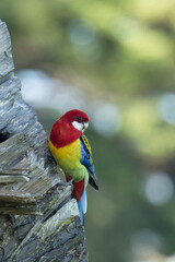Eastern Rosella on a tree trunk