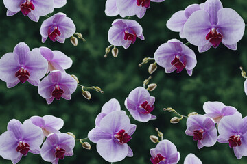 Background design from a pattern with sprigs of orchids