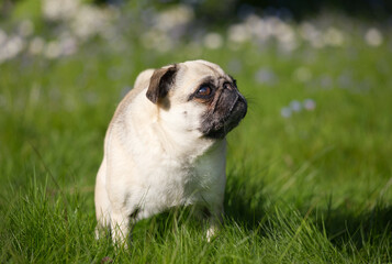Obraz premium English bulldog puppy looking up