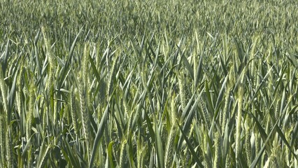 Green wheat field close up