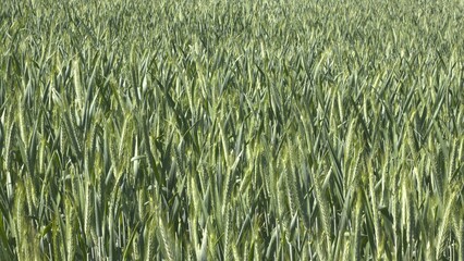 Green wheat field close up
