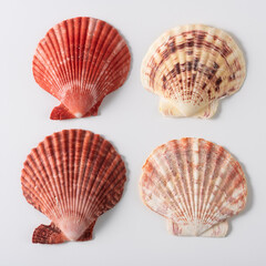 Set of four scallop seashells on grey background