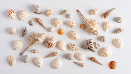 Collection of various sea shells