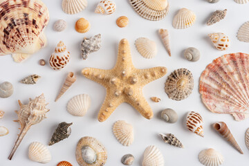Collection of various exotic sea shells and starfish