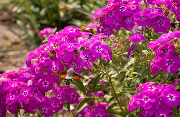 common hawk moth over blooming phlox flowers. This moth does not land on a flower while collecting nectar. butterfly confused with hummingbird
