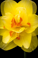 yellow daffodil flower