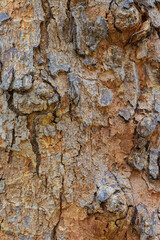 bark of a tree close up