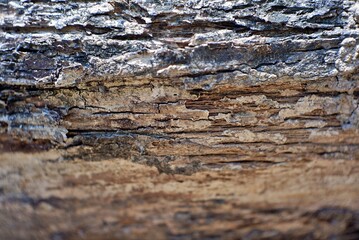 old wood texture